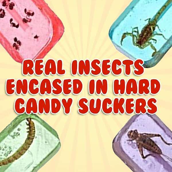 HotLix Insect Lollipops (4-Pack) | Includes Scorpion, Worm, Ants, Cricket | Bug Candy Suckers Individually Wrapped | Bug Lollipops with Real Edible Insects | Weird Candy Pack - Image 3