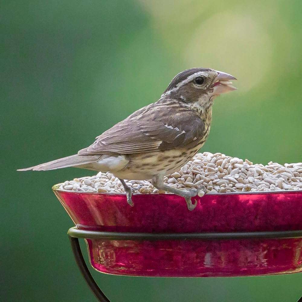 Audubon Park Sunflower Hearts Wild Bird Seed for Outside Feeders, 15-lb. Bag - Image 2