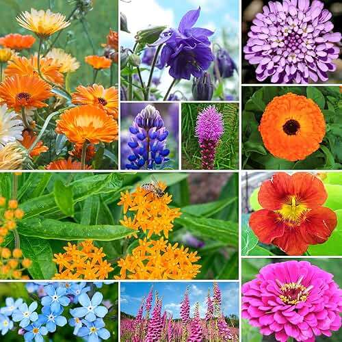 Groundio Wildflower Seeds Mix 25,000+, 24 Varieties Perennial & Annual Seeds,1 Oz, for Hummingbirds and Butterflies, High Germination Flower Seeds Throw and Grow to Plant Outside, No Filler - Image 7