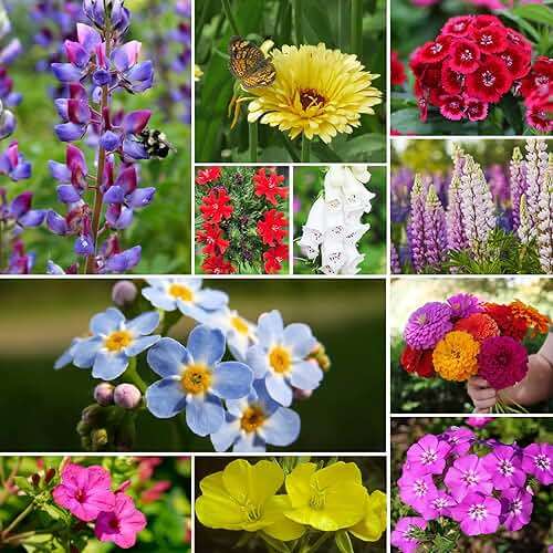 Groundio Wildflower Seeds Mix 25,000+, 24 Varieties Perennial & Annual Seeds,1 Oz, for Hummingbirds and Butterflies, High Germination Flower Seeds Throw and Grow to Plant Outside, No Filler - Image 8