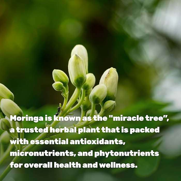 Moringa Capsules 240 Capsules – 4 Month Supply – Maximum Potency Pure Moringa Leaf Extract – Complete Green Superfood Supplement for Energy, Skin & Immune Health Support* - Image 4