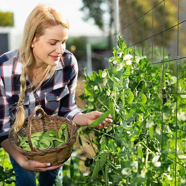 DOEWORKS Cucumber Trellis, 48" High Foldable A Frame Garden Trellis, 2 Pack, Plant Support for Climbing Cucumber, Beans, Tomatoes, Flowers, Green - Image 2