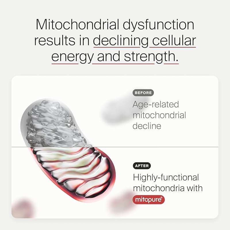 Timeline Mitopure Urolithin A Supplement Powder 500 MG- Clinically Proven Support for Healthy Aging and Cellular Renewal - Mitoceutical for Muscle Support and Longevity - Image 4