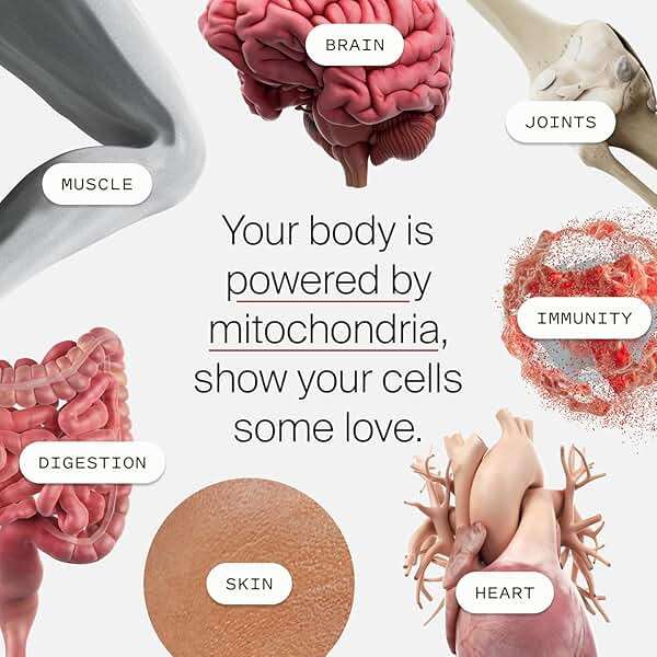 Timeline Mitopure Urolithin A Supplement Powder 500 MG- Clinically Proven Support for Healthy Aging and Cellular Renewal - Mitoceutical for Muscle Support and Longevity - Image 6