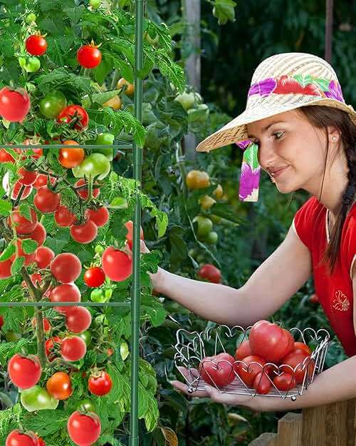 MYMULIKE 3 Pack Tomato Cages for Garden, 51in*13in Adjustable Tomatoes Plant Stakes Support Cages Trellis, Garden Trellis for Vegetable Flowers Fruits Climbing Plants- 20 Binding Wires Included - Image 2
