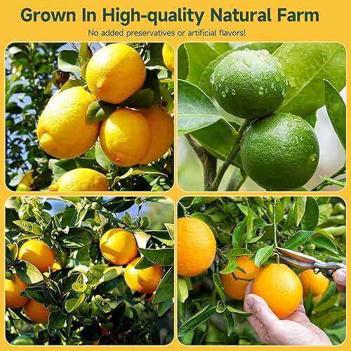 3-Pack Dehydrated ORANGE,LEMON & LIME,9oz total,Premium Craft Cocktail Garnish With10 Pcs Drink Umbrellas Picks And 1 Fruit Clips,for Tea, Beverages, and More Craft Cocktail Home Mixologist,Bartender Garnishes Dried Fruit - Image 7