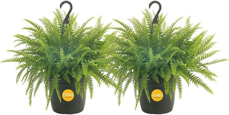 Costa Farms Live Boston Fern Plants (2-Pack) Indoor Houseplants, Large 2-3 ft Tall Real Hanging Plants in 10-Inch Pots, Pet Friendly, Low Light Air Purifying Natural Patio Home Decor Set - Image 1