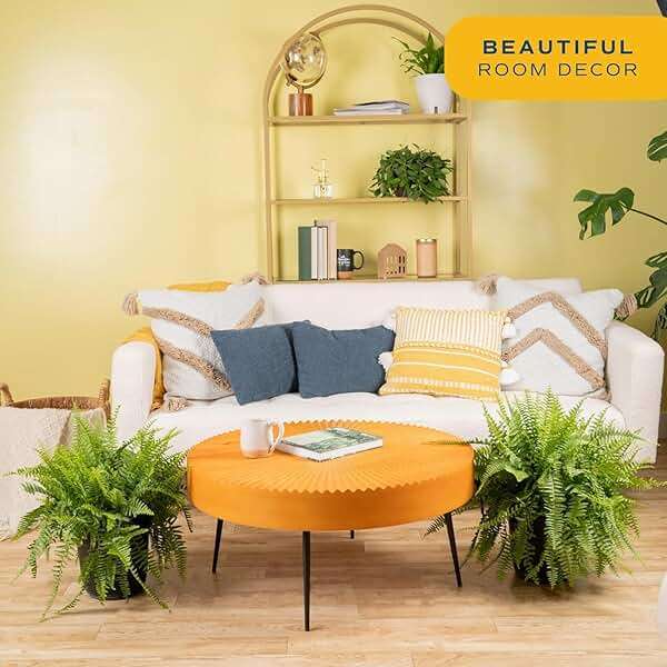 Costa Farms Live Boston Fern Plants (2-Pack) Indoor Houseplants, Large 2-3 ft Tall Real Hanging Plants in 10-Inch Pots, Pet Friendly, Low Light Air Purifying Natural Patio Home Decor Set - Image 2