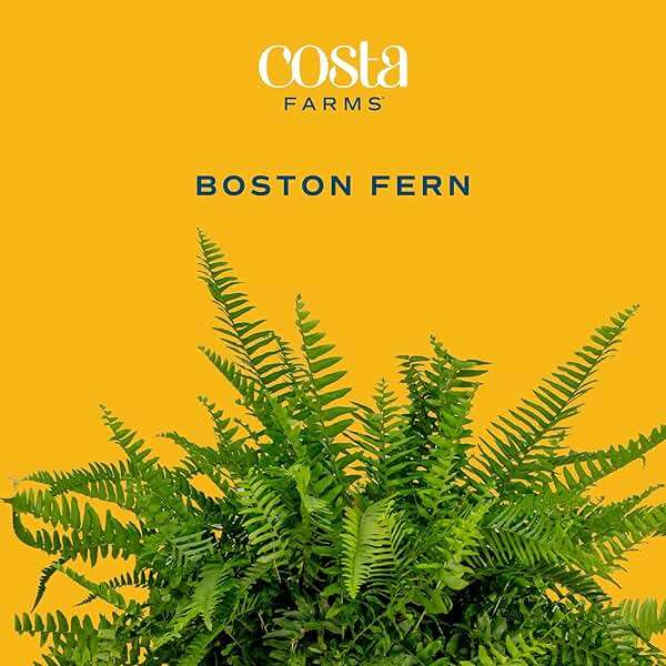 Costa Farms Live Boston Fern Plants (2-Pack) Indoor Houseplants, Large 2-3 ft Tall Real Hanging Plants in 10-Inch Pots, Pet Friendly, Low Light Air Purifying Natural Patio Home Decor Set - Image 3