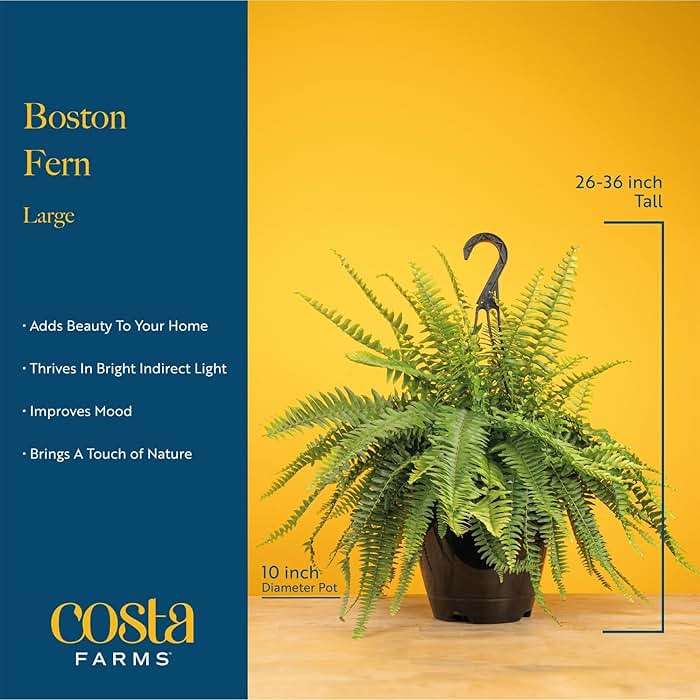 Costa Farms Live Boston Fern Plants (2-Pack) Indoor Houseplants, Large 2-3 ft Tall Real Hanging Plants in 10-Inch Pots, Pet Friendly, Low Light Air Purifying Natural Patio Home Decor Set - Image 4
