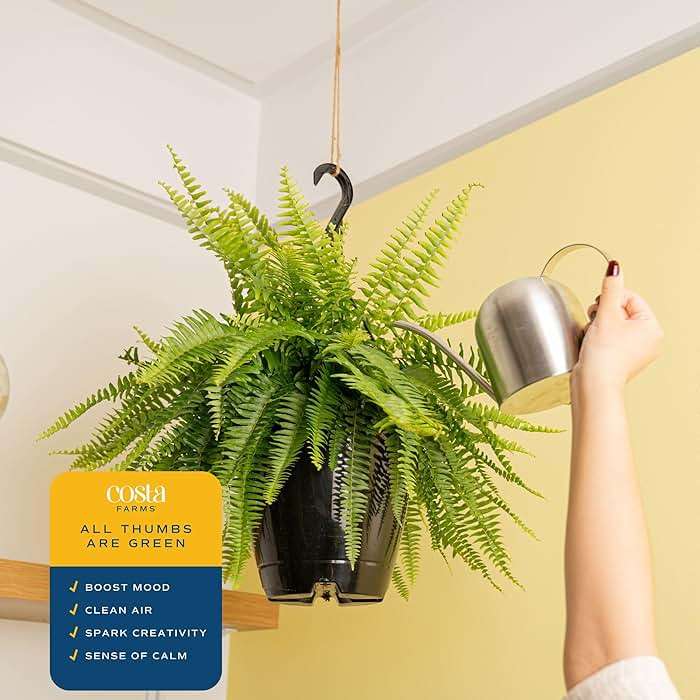 Costa Farms Live Boston Fern Plants (2-Pack) Indoor Houseplants, Large 2-3 ft Tall Real Hanging Plants in 10-Inch Pots, Pet Friendly, Low Light Air Purifying Natural Patio Home Decor Set - Image 5