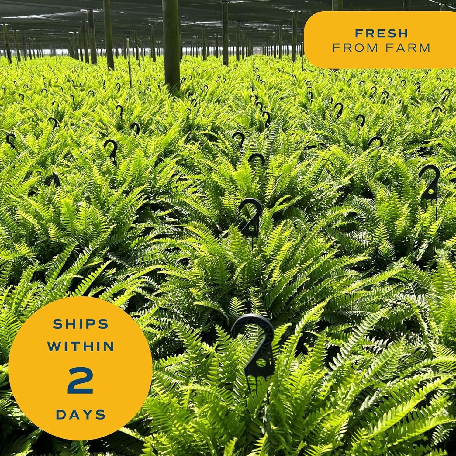 Costa Farms Live Boston Fern Plants (2-Pack) Indoor Houseplants, Large 2-3 ft Tall Real Hanging Plants in 10-Inch Pots, Pet Friendly, Low Light Air Purifying Natural Patio Home Decor Set - Image 6