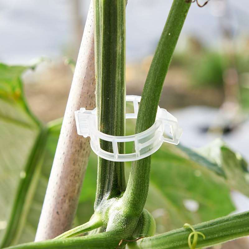 CIQIYO 100 Pcs Plant Support Clips,Plastic Clips for Securing Plants,Tomato Vine Clips,Plant Fixing Clips,Garden Clips for Climbing Plants,Grape,Vine Vegetables (100, White) - Image 2