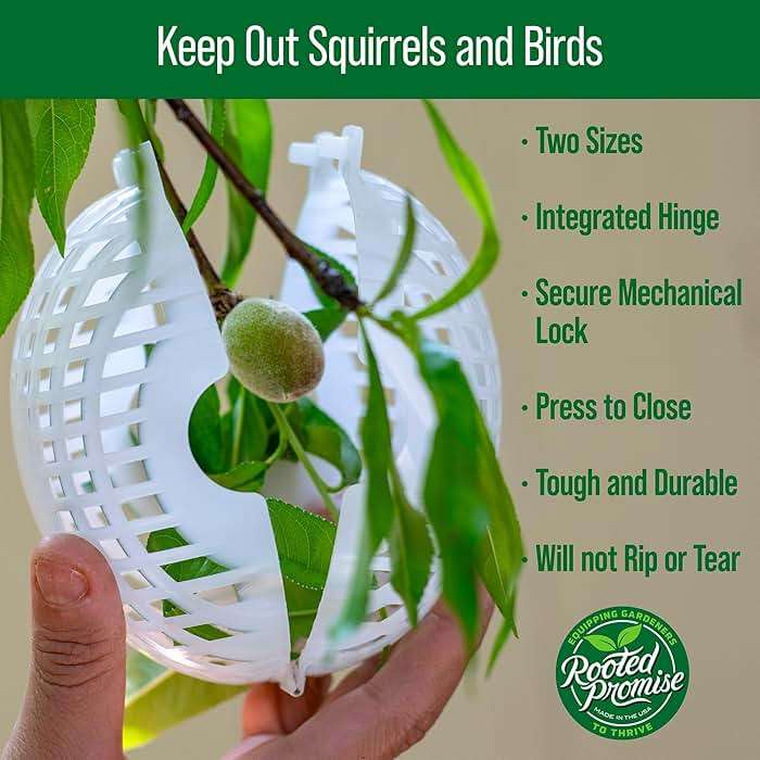 Rooted Promise Fruit Protection Cages for Peaches and More | 2026 Improved Secure-Lock Design | Small 4x5 Inch | 12 Pack | Squirrel Resistant | Reusable Heavy-Duty Plastic | Made in USA - Image 2