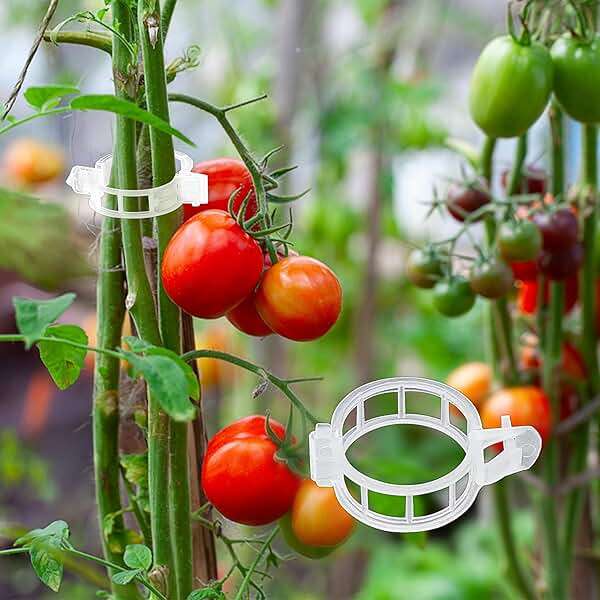 180 Pcs Plant Support Clips, Clear Plastic Trellis Clips, Garden Clips, Vegetable Clips, Vine Tomato Clips for Plants Support, Plant Clips for Climbing Plants to Grow Upright & Healthier - RamPro - Image 7