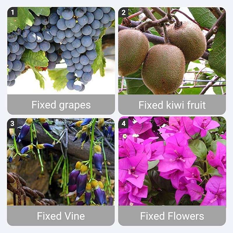 increnobl Reusable Plastic Plant Clips for Climbing Plants 2025 - Gentle & Secure Garden Support Clips for Tomatoes, Vines, Cucumbers, Grapes, Vegetables - Indoor/Outdoor Trellis Clips (100, White) - Image 6