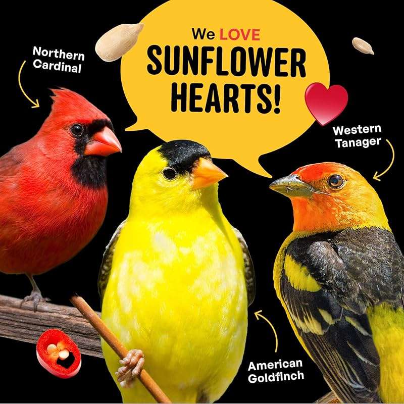 Cool Birds Hearts on Fire Hot Bird Seed – 10 lb. 100% Hulled Sunflower Hearts with Chili Pepper Oil – No Waste Bird Seed for Outside Feeders - Image 8