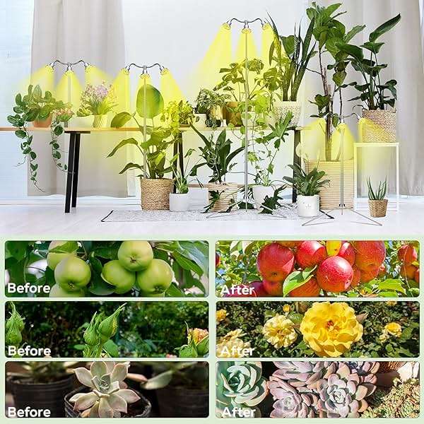 Full Spectrum Grow Lights for Indoor Plants 15-62 Inches Height Adjustable Aluminum Alloy Plant Growing Lamps with Detachable Tripod Stand, Auto On/Off Timer (Full Spectrum, Three Heads) - Image 7