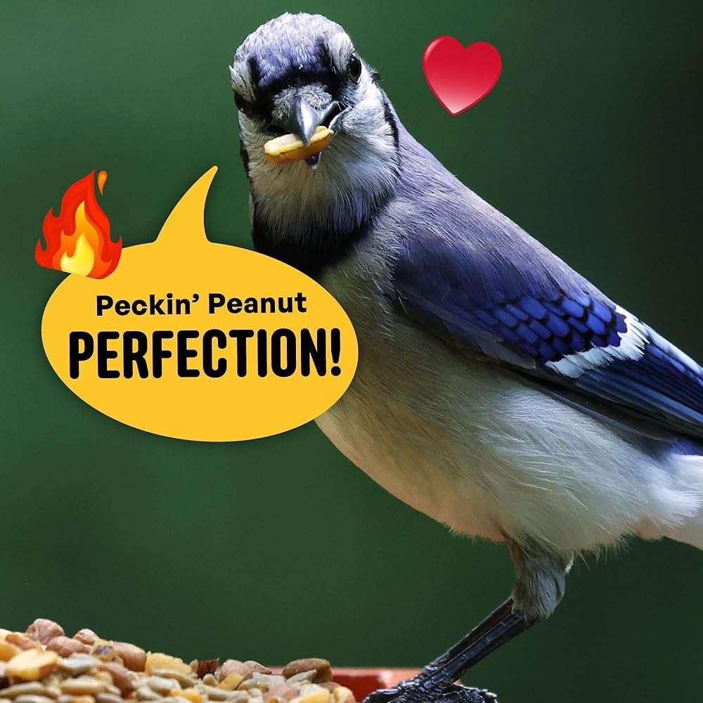 Cool Birds No Mess Sad Squirrels Hot Bird Seed – 10 lb. Spicy Shell-Free Blend with Peanuts, Sunflower Hearts & Chili Pepper Oil – No Waste, Squirrel-Resistant Bird Food for Outside Feeders - Image 6