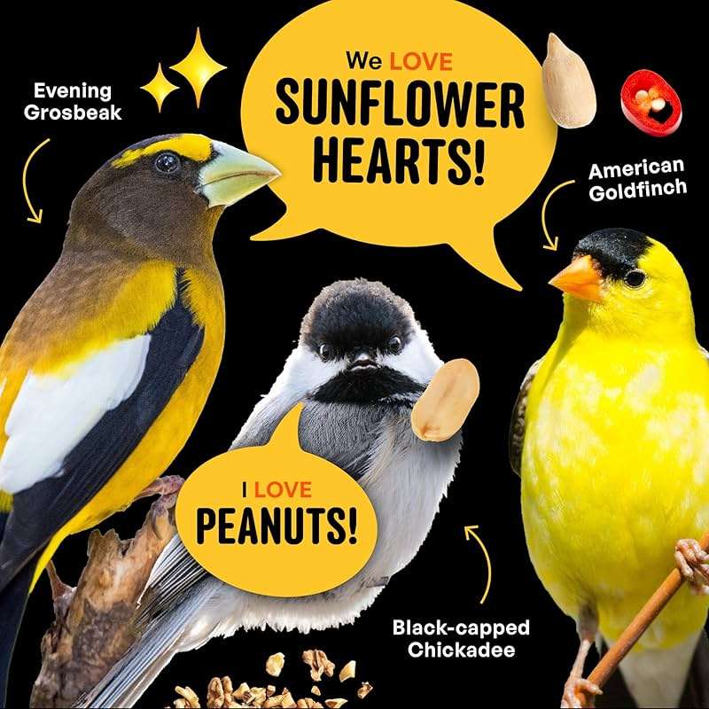 Cool Birds No Mess Sad Squirrels Hot Bird Seed – 10 lb. Spicy Shell-Free Blend with Peanuts, Sunflower Hearts & Chili Pepper Oil – No Waste, Squirrel-Resistant Bird Food for Outside Feeders - Image 8