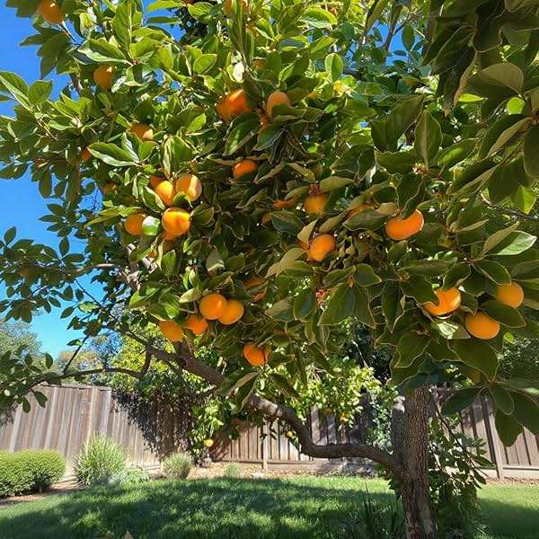 American Persimmon Seeds (30 Count) - Diospyros Virginiana, Non-GMO Heirloom, Edible Perennial Fruit Seeds for Outdoor Planting - Image 3