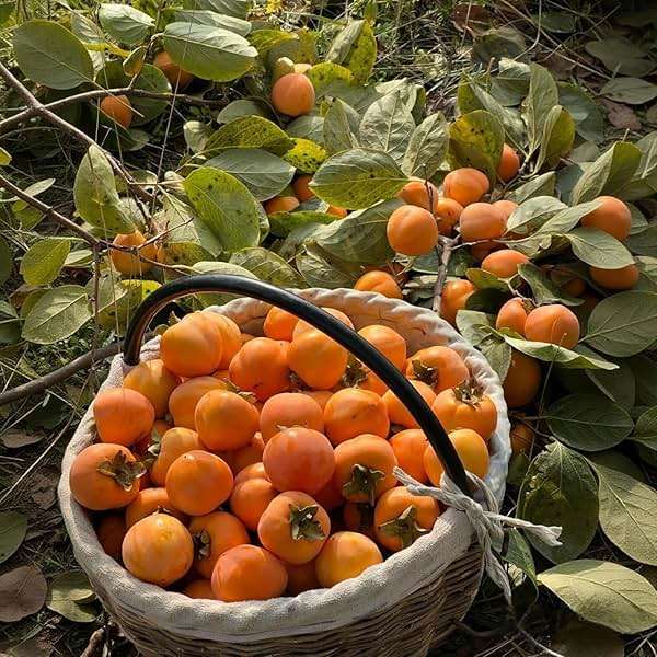 American Persimmon Seeds (30 Count) - Diospyros Virginiana, Non-GMO Heirloom, Edible Perennial Fruit Seeds for Outdoor Planting - Image 4