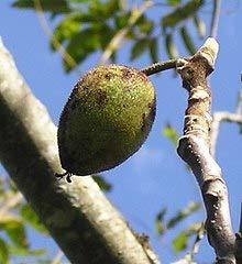 Butternut Tree, White Walnut, (Juglans cinerea) Seeds, Organic Non-GMO 5 Seeds. - Image 2