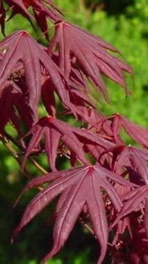 BLOODGOOD Japanese Maple acer palmatum ‘Bloodgood’ 2 - Year Live Tree by Tristar Plants- in ABP Container - Image 3