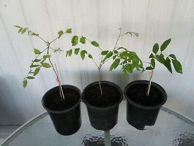 Stunning Live 1 Potted Chinese Blue Weeping Wisteria Tree Fresh Plant - Image 2
