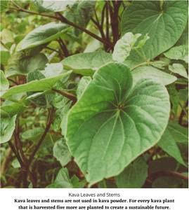 Starwest Botanicals Kava Kava Root C/S, 4 Ounces - Image 4