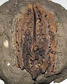 Butternut Tree, White Walnut, (Juglans cinerea) Seeds, Organic Non-GMO 5 Seeds. - Image 3