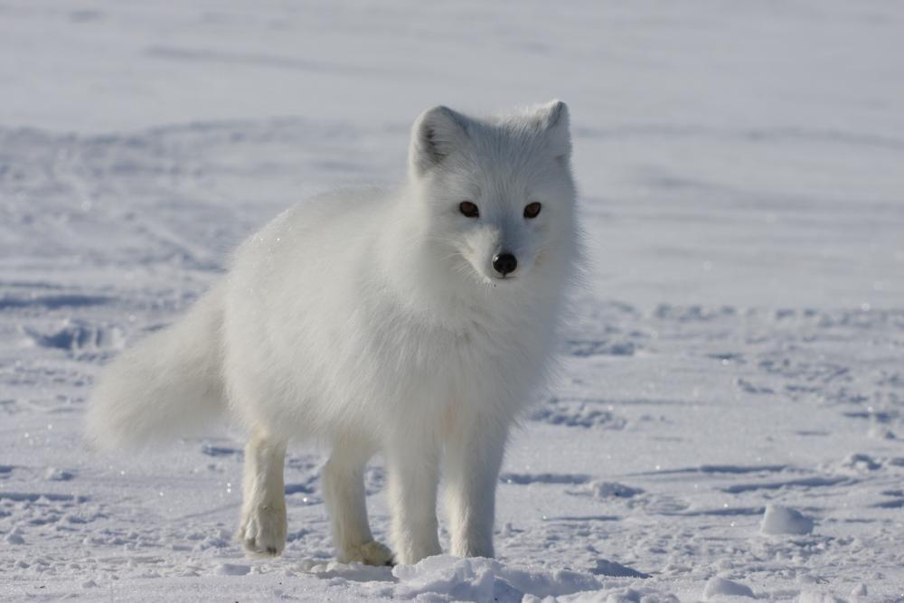 Wallmonkeys Arctic Fox Wall Decal Peel and Stick Graphic WM43419 (18 in W x 12 in H) - Image 2