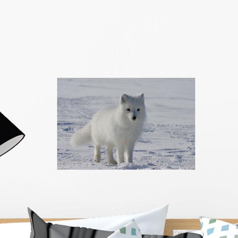 Wallmonkeys Arctic Fox Wall Decal Peel and Stick Graphic WM43419 (18 in W x 12 in H)