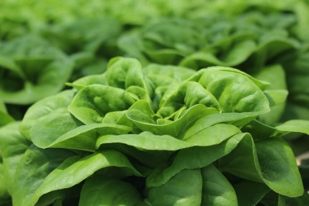 Buttercrunch Butterhead Lettuce Seeds for Planting, 1000 Heirloom Seeds Per Packet, (Isla's Garden Seeds), Non GMO Seeds, Botanical Name: Lactuca Sativa, Great Home Garden Gift - Image 5