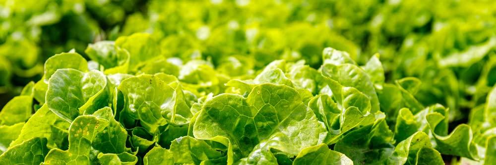 Buttercrunch Butterhead Lettuce Seeds for Planting, 1000 Heirloom Seeds Per Packet, (Isla's Garden Seeds), Non GMO Seeds, Botanical Name: Lactuca Sativa, Great Home Garden Gift - Image 4