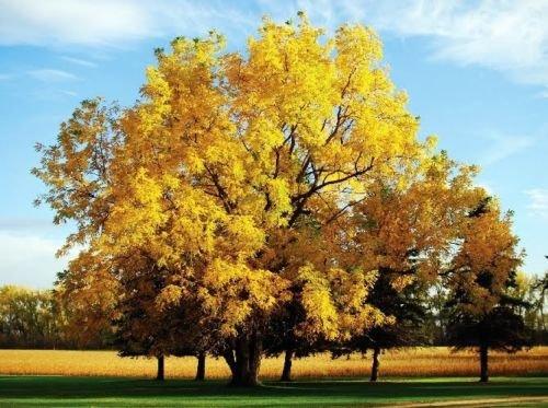 Black Walnut, Juglans Nigra, (Northern Source), Tree 3 Seeds - Image 2