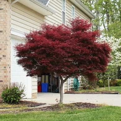 BLOODGOOD Japanese Maple acer palmatum ‘Bloodgood’ 2 - Year Live Tree by Tristar Plants- in ABP Container - Image 2