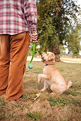 Chuckit Gen 1 Fetch Pack Dog Balls - Interactive Dog Toys, High-Bounce Fetch Ball, Floating Ultra and Rugged Balls, Durable - Size Medium, 2.5-inch Diameter, Set of 3 - Image 7