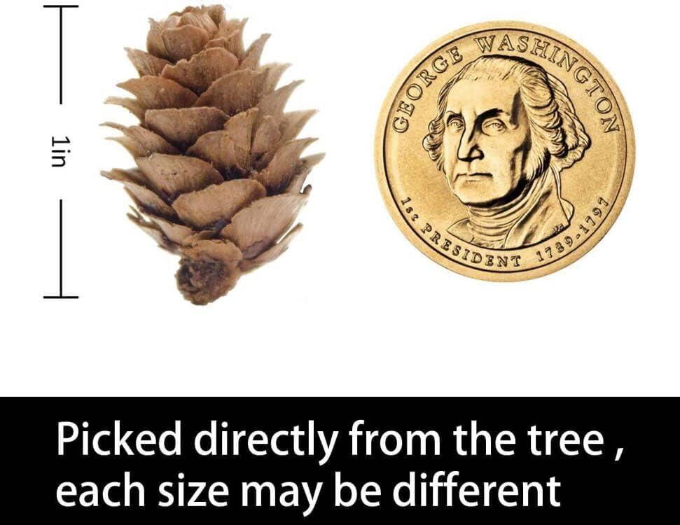 Deloky 150 Pcs Christmas Natural Mini Pine Cones- 2CM Thanksgiving Small Pinecones Ornaments Vase Fillers for DIY Crafts, Home Decorations, Fall and Christmas, Wedding Decor - Image 3