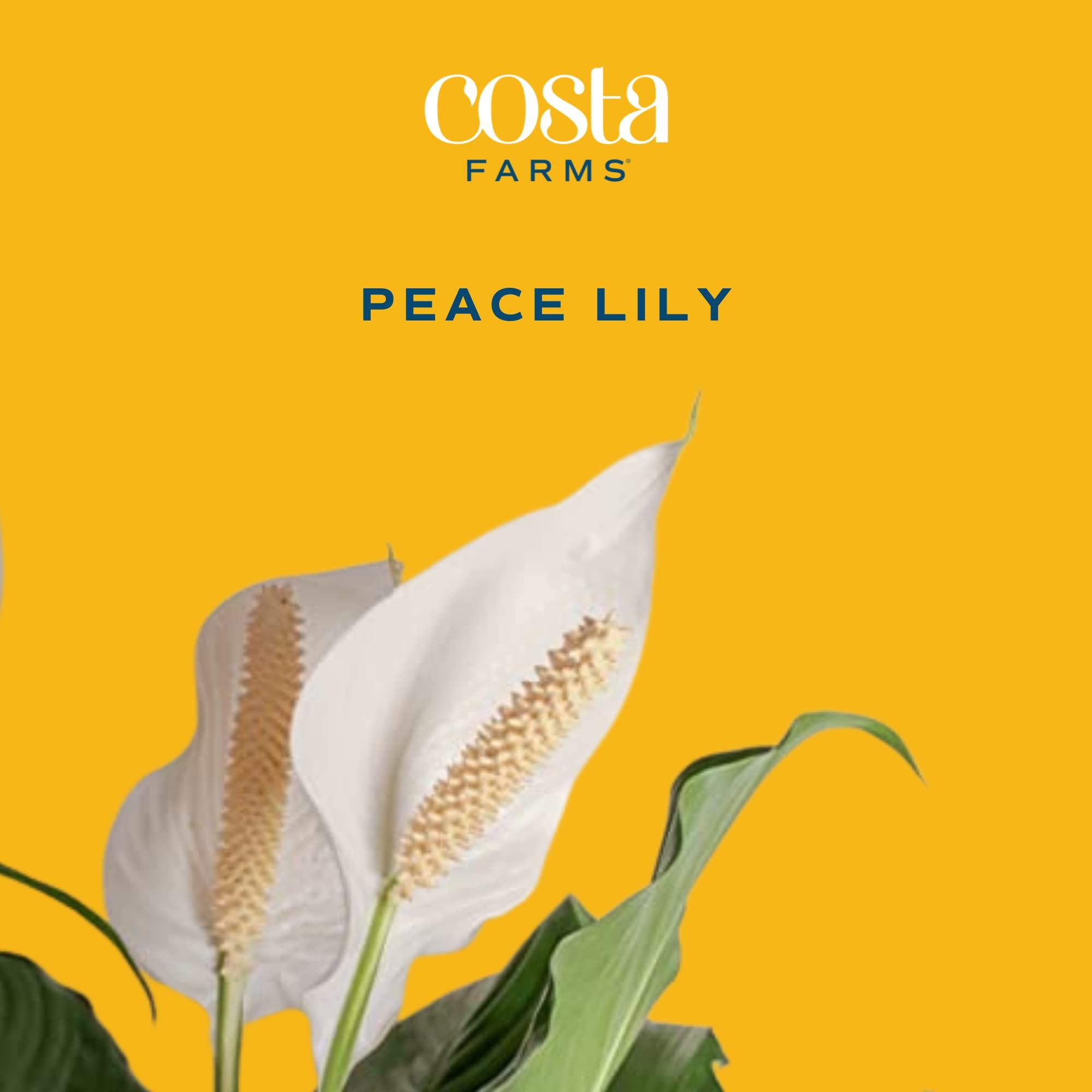Costa Farms Peace Lily, Live Indoor Plant with Flowers, Easy to Grow Houseplant in Decorative Pot, Potting Soil, Thinking of You, Get Well Soon Gift, Room Decor, 1 Foot Tall - Image 2