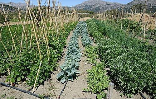 Rocky Mountain Goods Soaker Hose Flat (75’ Pack of 2)- Heavy Duty Double Layer Design - Saves 70% Water - Consistent Drip Throughout Hose - Leakproof Guarantee - Garden/Vegetable Safe - Image 4