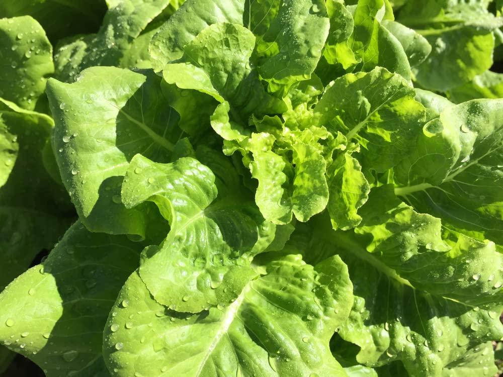 Buttercrunch Butterhead Lettuce Seeds for Planting, 1000 Heirloom Seeds Per Packet, (Isla's Garden Seeds), Non GMO Seeds, Botanical Name: Lactuca Sativa, Great Home Garden Gift - Image 3