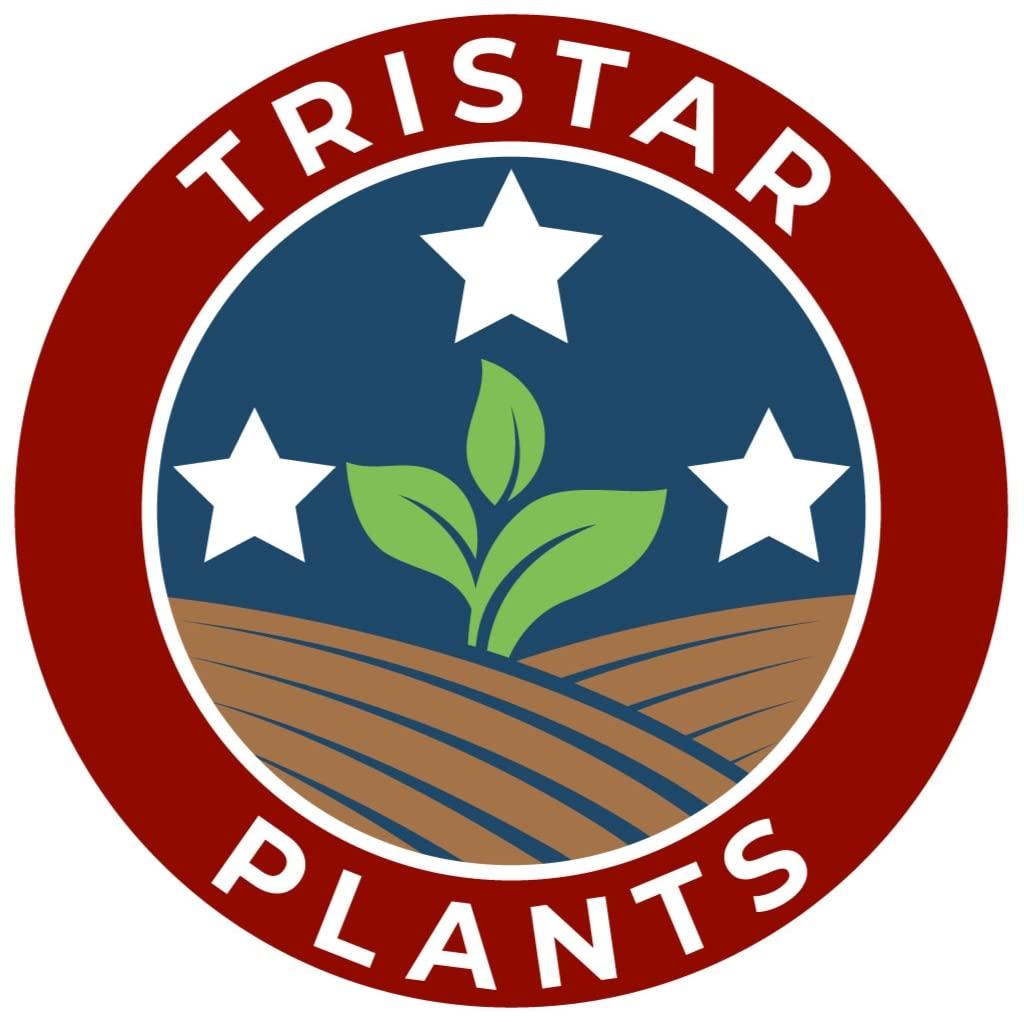 BLOODGOOD Japanese Maple acer palmatum ‘Bloodgood’ 2 - Year Live Tree by Tristar Plants- in ABP Container - Image 4