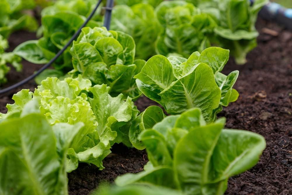 Buttercrunch Butterhead Lettuce Seeds for Planting, 1000 Heirloom Seeds Per Packet, (Isla's Garden Seeds), Non GMO Seeds, Botanical Name: Lactuca Sativa, Great Home Garden Gift - Image 2