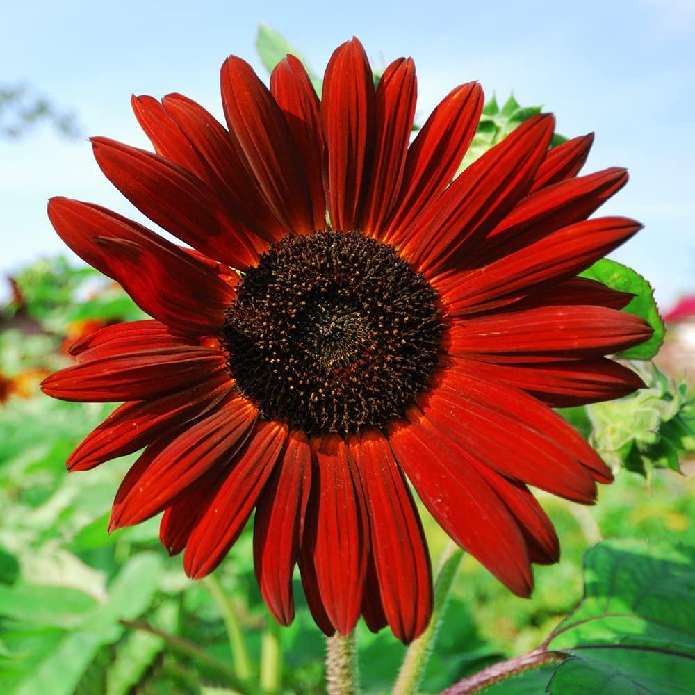 1000+ Sunflower Seeds for Planting Heirloom Non-GMO, Bulk Package of 15 Varieties Mix Seeds, Individually Packaged, Attracts Pollinators (Helianthus annuus) - Image 3