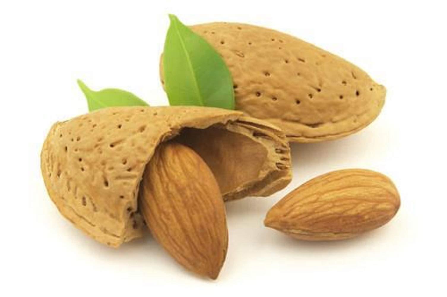 Natural In Shell Raw California Almonds (2 Lbs.) - Pure Goodness Bursting with Natural Flavors - Vegan & Keto Friendly - Healthy for Snacking - Farm Fresh Nuts Brand - Image 3