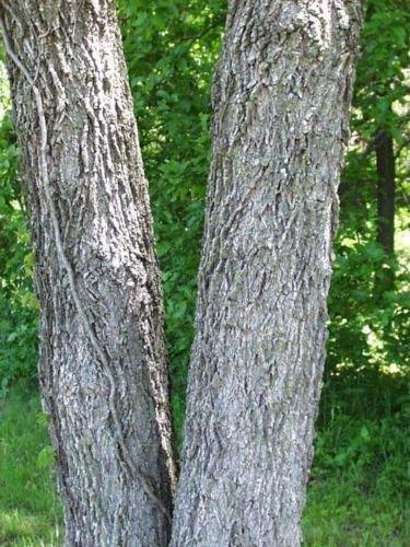 Black Walnut, Juglans Nigra, (Northern Source), Tree 3 Seeds - Image 3