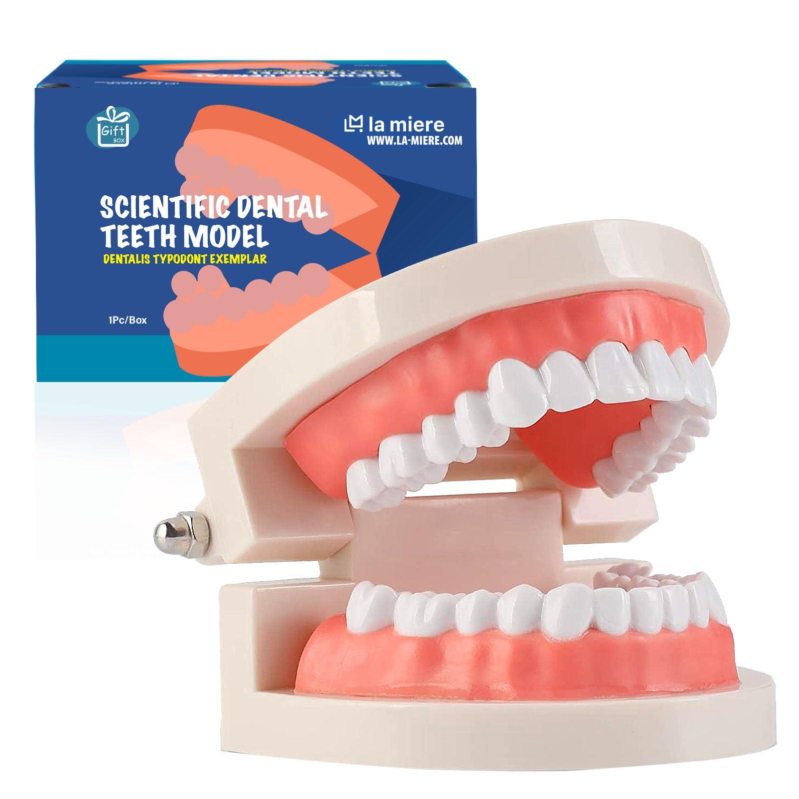 LA MIERE 1 Pack Standard Teeth Model Adult Standard Typodont Demonstration Denture Model for Kids Tooth Dental Teaching, Clean Display, Education, Study (No Wisdom Teeth) Gift Set