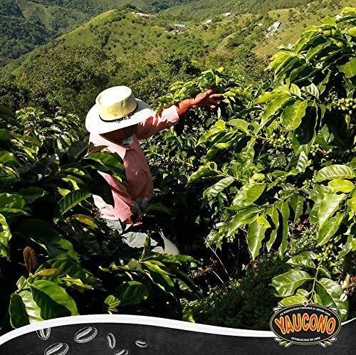 Yaucono Coffee Arabica Medium Roast Ground, Roasted and Bagged in Puerto Rico, 14 Ounce (Pack of 4) - Image 4