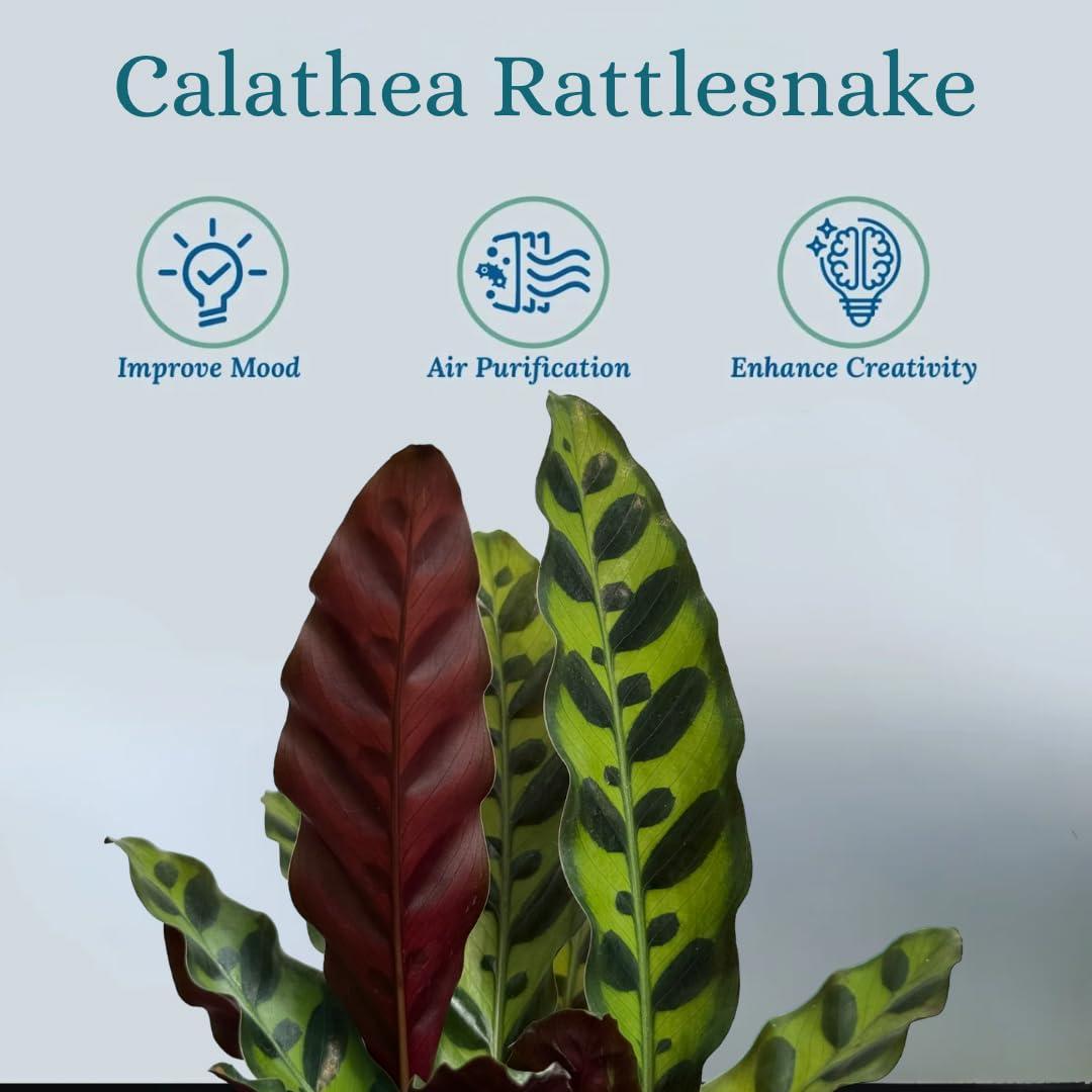 Rattlesnake Calathea Live Plant - Air Purifier, Colorful House Plant, Ideal for Home Decor and Room Decor - Calathea Rattlesnake for Indoor Plants, Calathea Lancifolia Prayer Plant - Image 3
